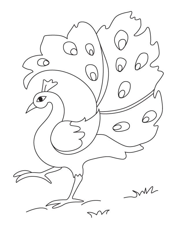 Peacock Coloring Pages For Preschoolers
