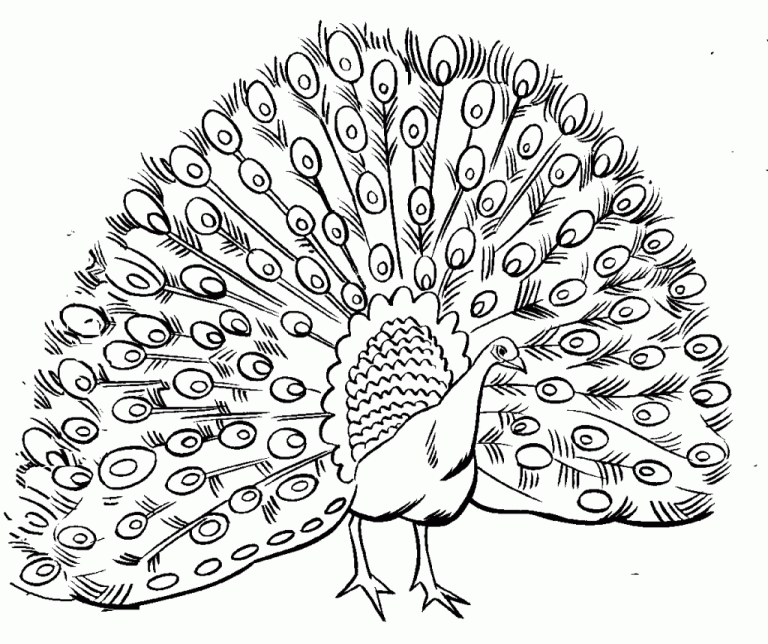 Peacock Coloring Pages Printable