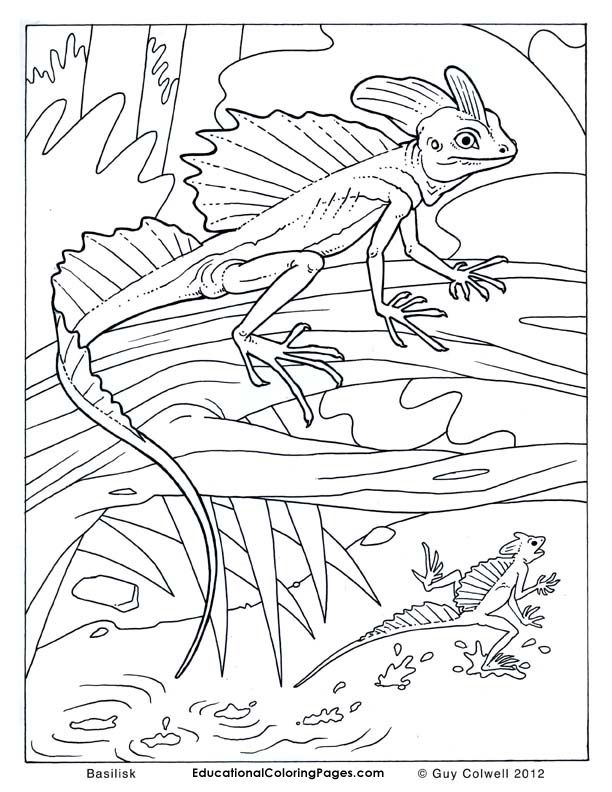 Lizard Coloring Pages Free