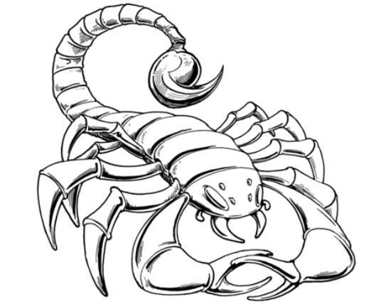Scorpion Coloring Page