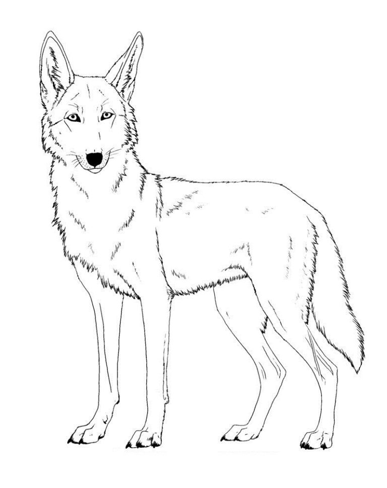 Coyote Coloring Page