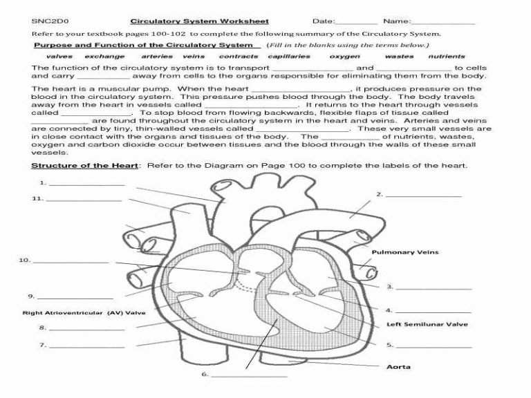 Circulatory System Worksheet Answers Pdf