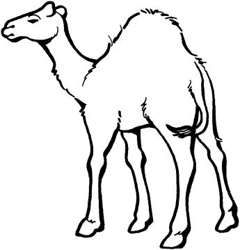 Camel Coloring Pages For Kids