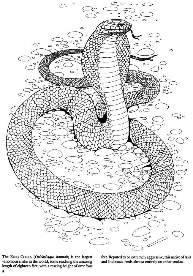 Snake Coloring Pages For Adults