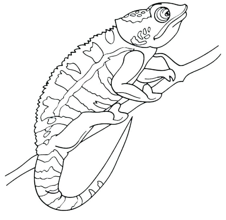 Chameleon Coloring Page Free