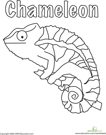 Chameleon Coloring Page Pdf