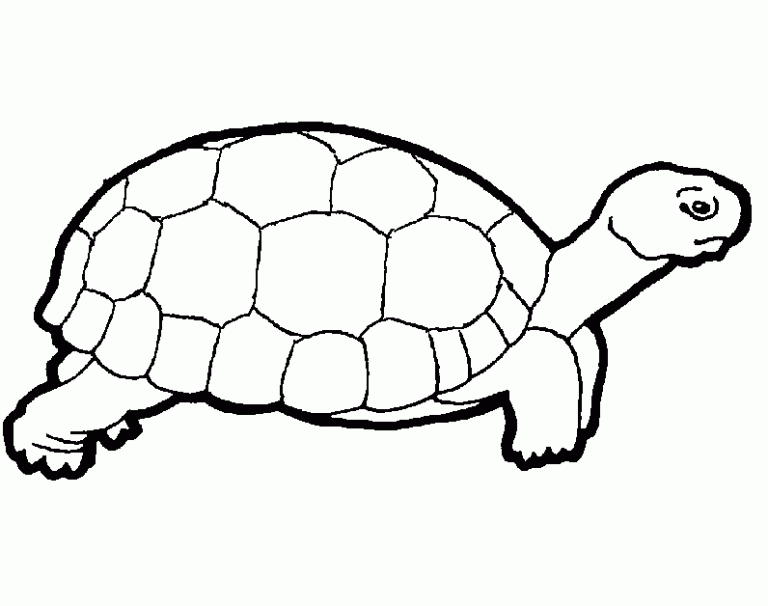 Turtle Coloring Pages For Kids