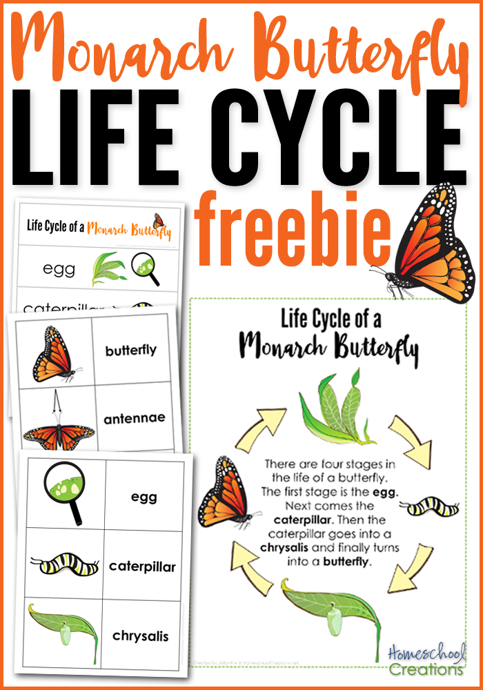 Printable Butterfly Life Cycle Worksheet Free