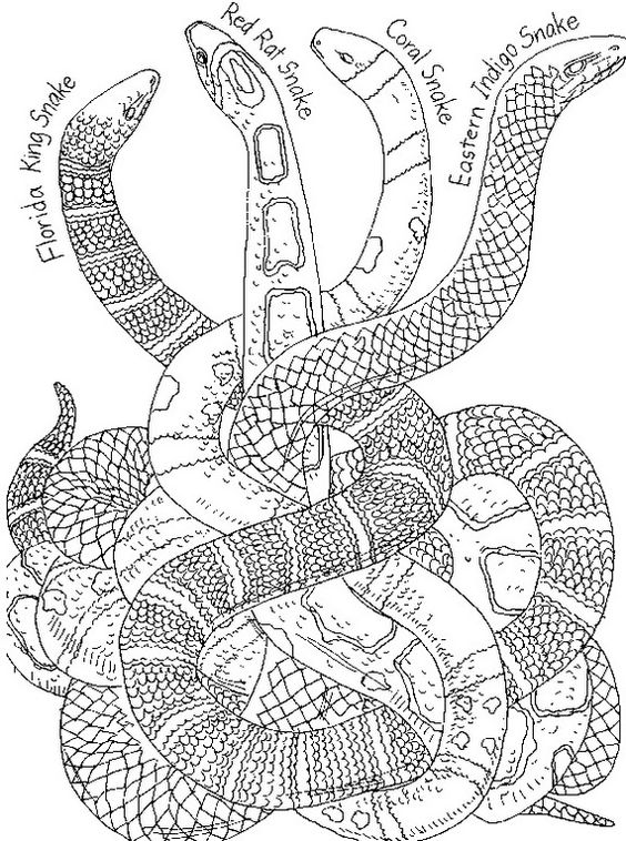 Snake Coloring Pages Realistic