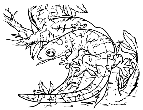 Realistic Gecko Coloring Page