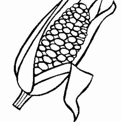 Indian Corn Coloring Page