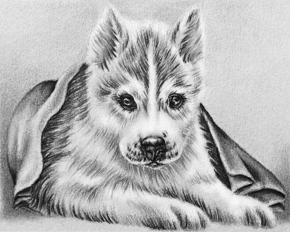 Husky Coloring Pages For Adults