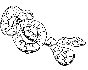 Snake Coloring Pictures