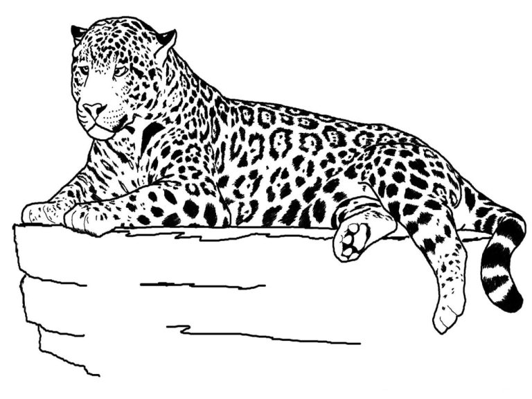 Baby Jaguar Coloring Pages