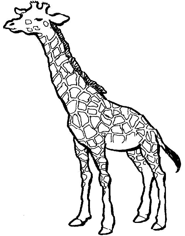 Giraffe Coloring Page Free