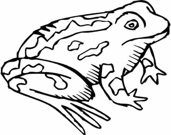 Frog Coloring Page Realistic