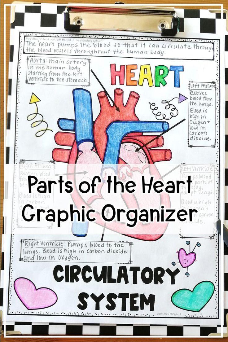 4th Grade Circulatory System Worksheet Grade 5