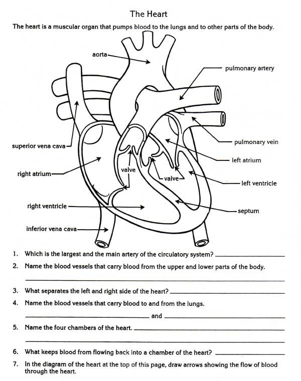 Worksheet On Circulatory System Grade 10