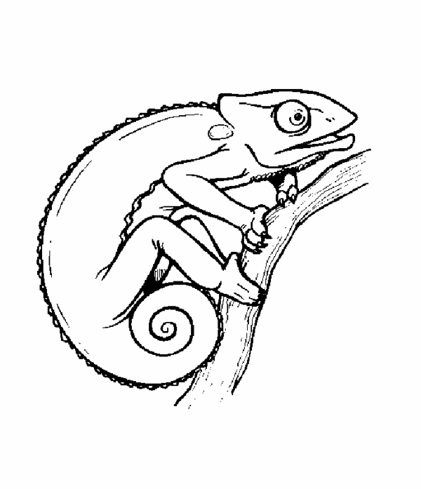 Cute Chameleon Coloring Pages