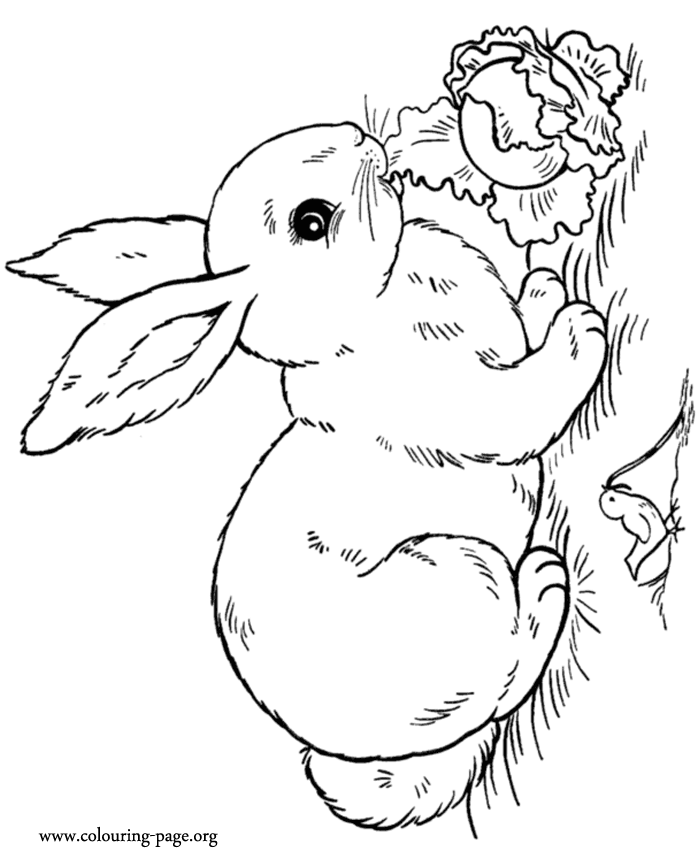 Rabbit Eating Carrot Coloring Pages