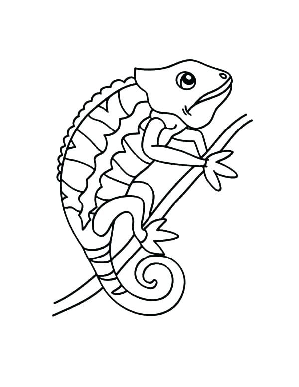 Chameleon Coloring Pages Printable