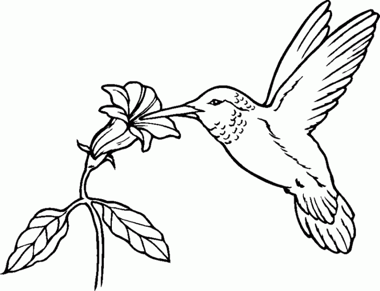 Easy Hummingbird Coloring Page