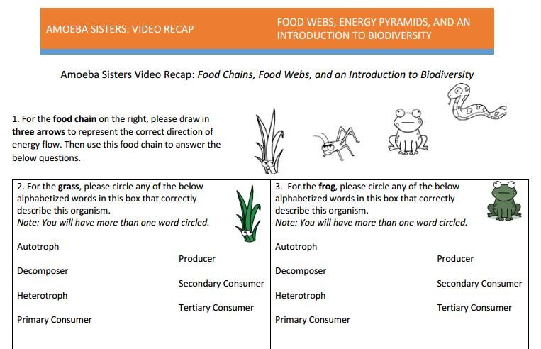 Pdf Food Web Worksheet Answer Key