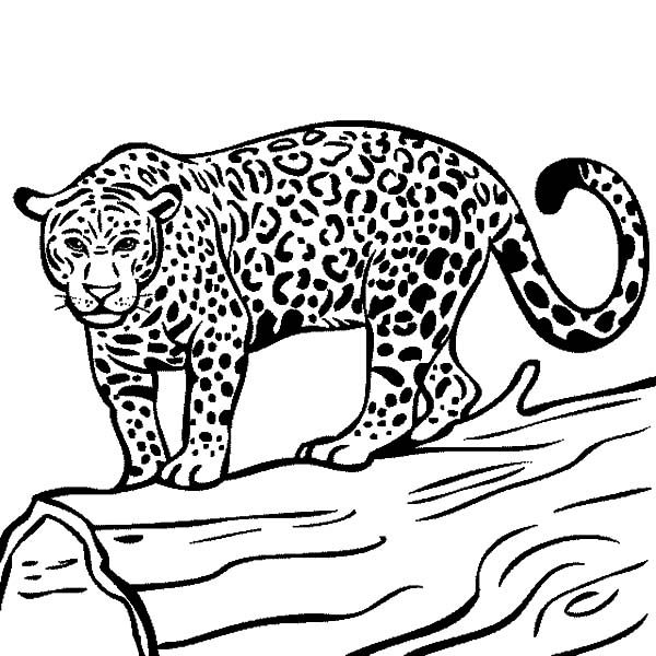 Jaguar Coloring Pages For Adults