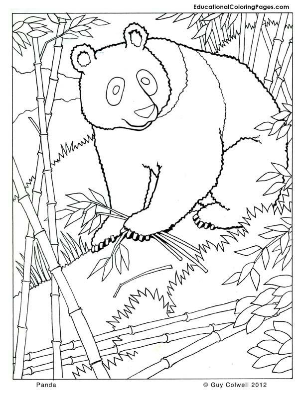 Realistic Animal Coloring Books
