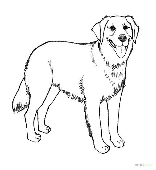 Realistic Coloring Pages Of Puppies