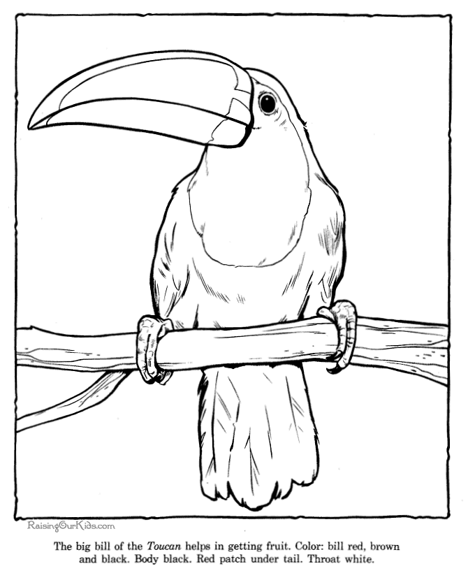 Printable Toucan Coloring Page