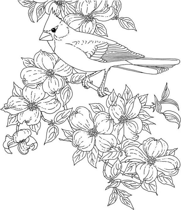 Realistic Cardinal Coloring Page