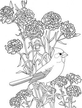 Red Cardinal Coloring Page