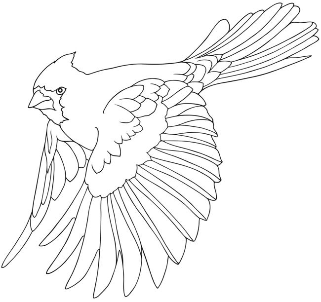 Easy Cardinal Coloring Page