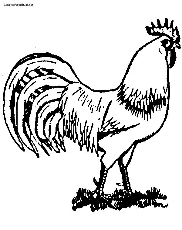 Realistic Rooster Coloring Page