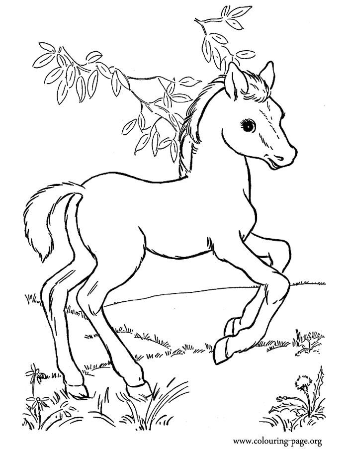 Horse Coloring Sheets Printable