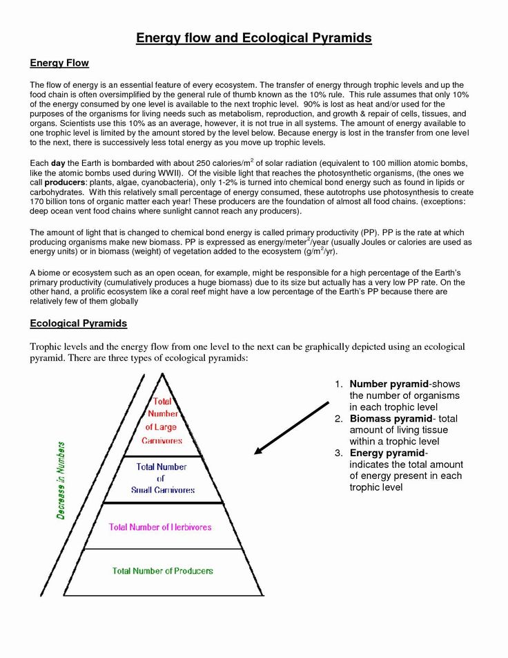 Answer Key Ecological Pyramids Worksheet Answers