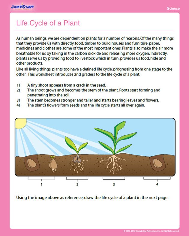 Second Grade Science Worksheets For Grade 2 Plants