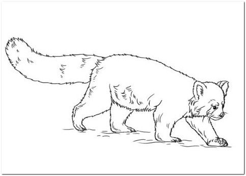 Red Panda Coloring Pages For Adults