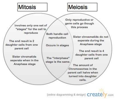 Comparison Comparing Mitosis And Meiosis Worksheet