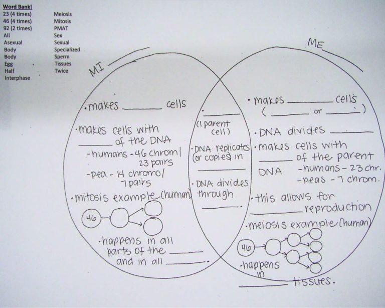 Comparing Mitosis And Meiosis Worksheet Answer Key