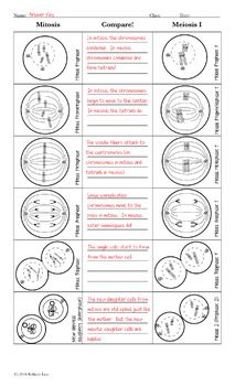 Comparison Of Mitosis And Meiosis Worksheet Answers
