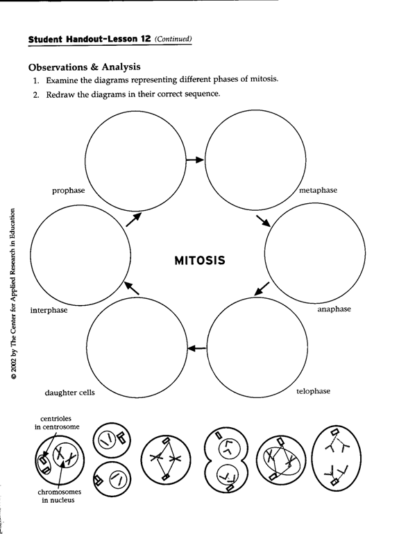Mitosis And Meiosis Drawing Worksheet Answers