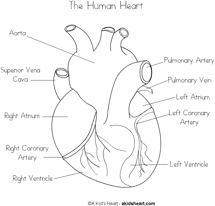 Human Heart Worksheet For Kindergarten