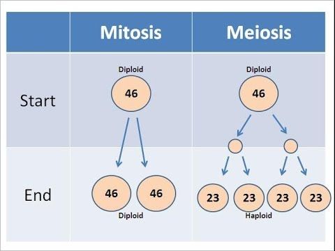 Comparing And Contrasting Mitosis And Meiosis Worksheet Answers