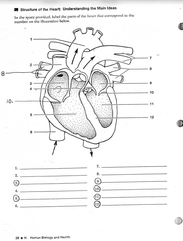 Label The Heart Worksheet Pdf