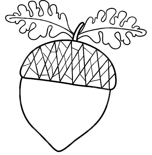 Acorn Coloring Pages For Kids