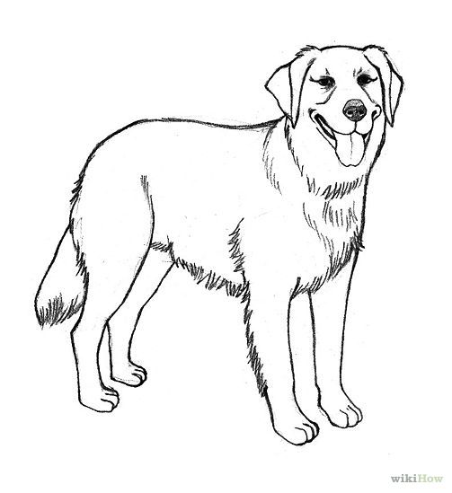 Golden Retriever Puppy Dog Coloring Pages