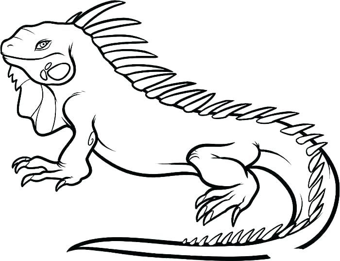 Realistic Iguana Coloring Page