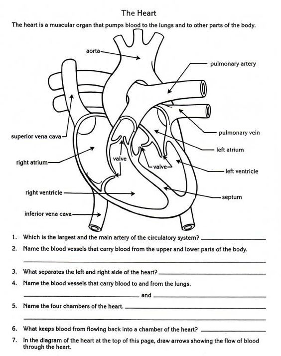 Human Heart Worksheet For Kids